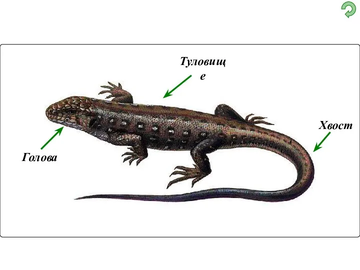 Внешнее строение ЯЩЕРИЦЫ Голова Туловище Хвост