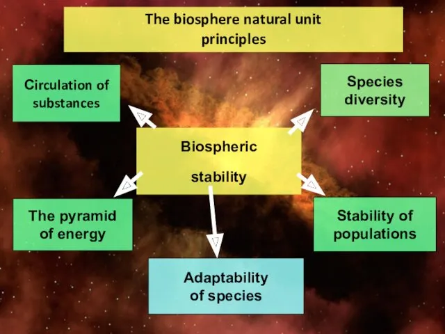 The biosphere natural unit principles Biospheric stability Species diversity Stability