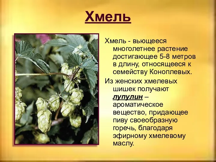 Хмель Хмель - вьющееся многолетнее растение достигающее 5-8 метров в