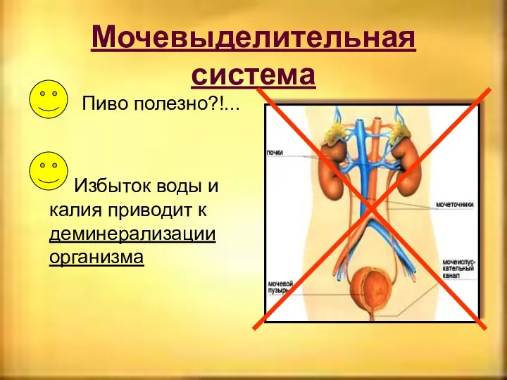 Мочевыделительная система Пиво полезно?!... Избыток воды и калия приводит к деминерализации организма