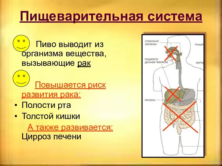 Пищеварительная система Пиво выводит из организма вещества, вызывающие рак Повышается