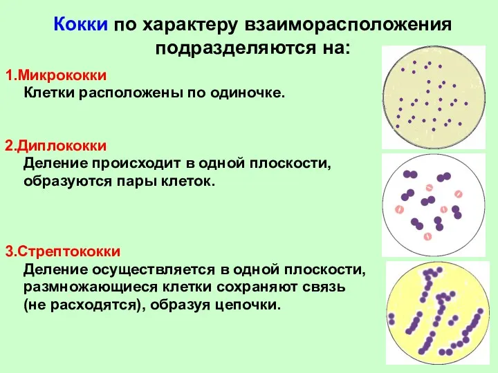 Кокки по характеру взаиморасположения подразделяются на: 1.Микрококки Клетки расположены по одиночке. 2.Диплококки Деление