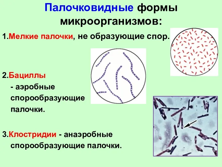 Палочковидные формы микроорганизмов: 1.Мелкие палочки, не образующие спор. 2.Бациллы - аэробные спорообразующие палочки.