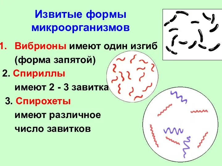 Извитые формы микроорганизмов Вибрионы имеют один изгиб (форма запятой) 2. Спириллы имеют 2