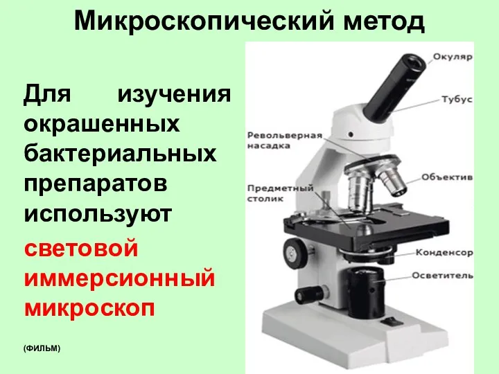 Микроскопический метод Для изучения окрашенных бактериальных препаратов используют световой иммерсионный микроскоп (ФИЛЬМ)