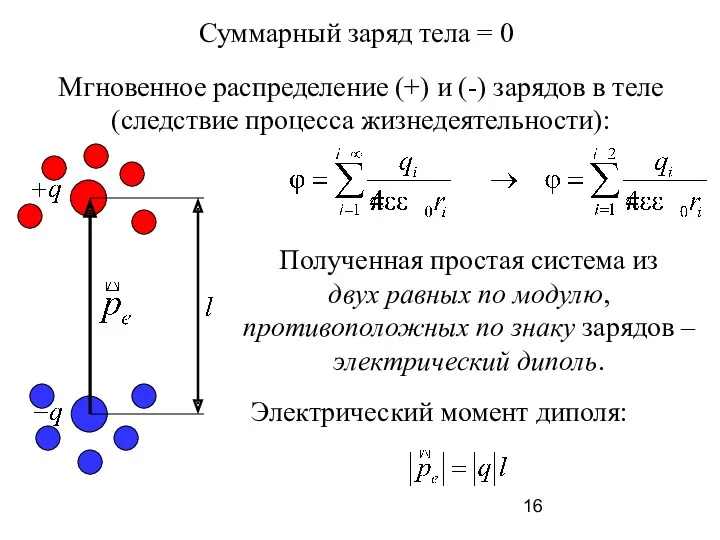 Мгновенное распределение (+) и (-) зарядов в теле (следствие процесса