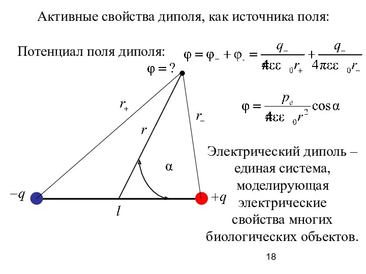 Электрический диполь – единая система, моделирующая электрические свойства многих биологических