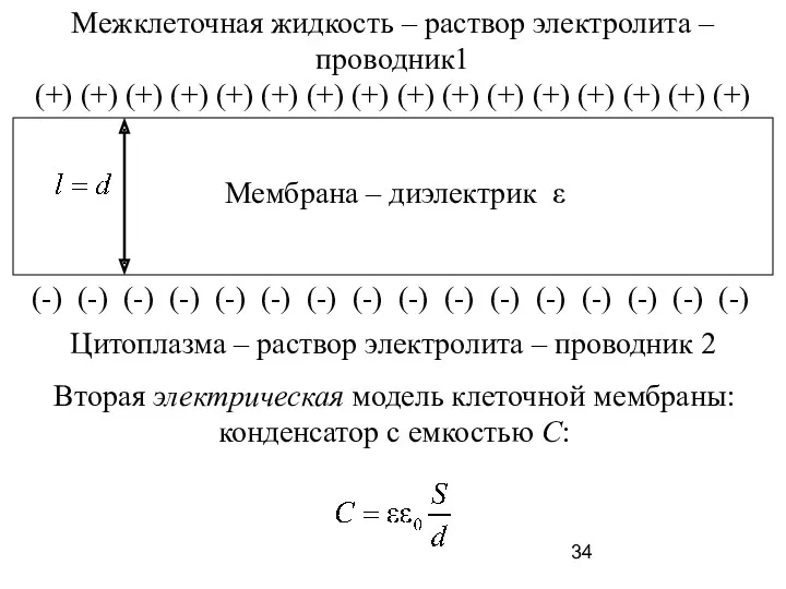 Межклеточная жидкость – раствор электролита – проводник1 Цитоплазма – раствор