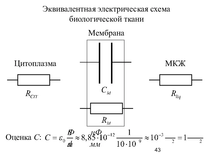 Эквивалентная электрическая схема биологической ткани МКЖ Цитоплазма Мембрана Оценка С: