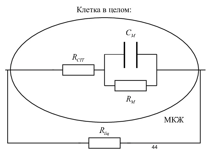 Клетка в целом: МКЖ