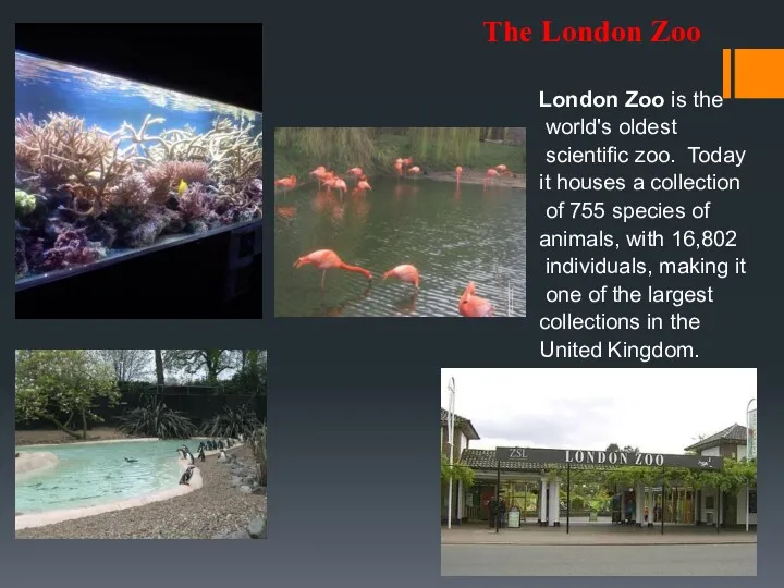 The London Zoo London Zoo is the world's oldest scientific zoo. Today it