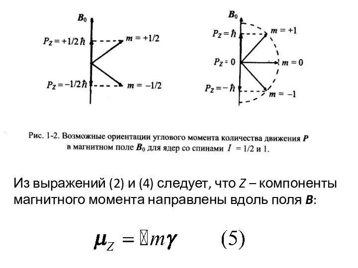 Из выражений (2) и (4) следует, что Z – компоненты магнитного момента направлены вдоль поля B: