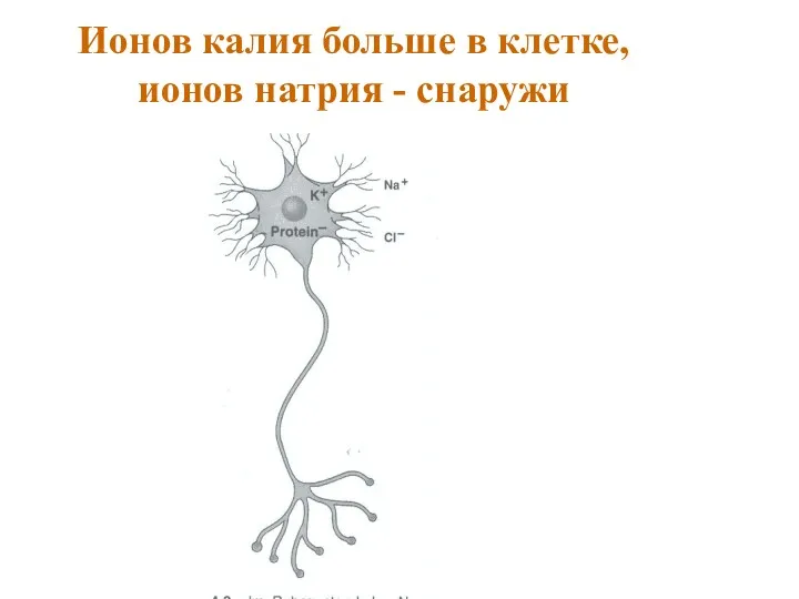 Ионов калия больше в клетке, ионов натрия - снаружи