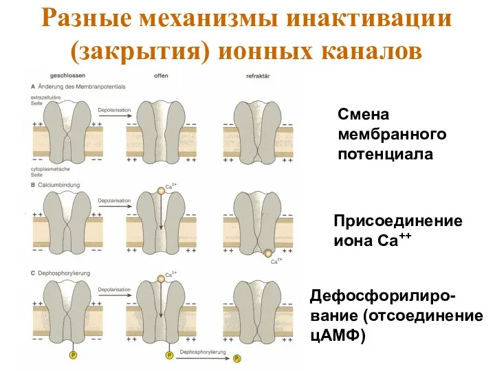 Разные механизмы инактивации (закрытия) ионных каналов Смена мембранного потенциала Присоединение иона Са++ Дефосфорилиро- вание (отсоединение цАМФ)