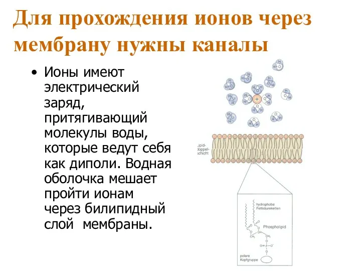 Для прохождения ионов через мембрану нужны каналы Ионы имеют электрический