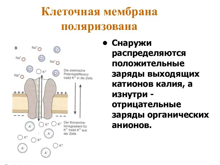 Клеточная мембрана поляризована Снаружи распределяются положительные заряды выходящих катионов калия,