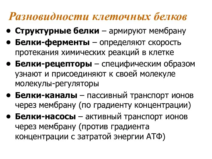 Разновидности клеточных белков Структурные белки – армируют мембрану Белки-ферменты –