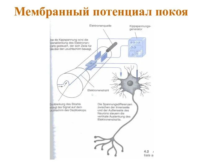 Мембранный потенциал покоя