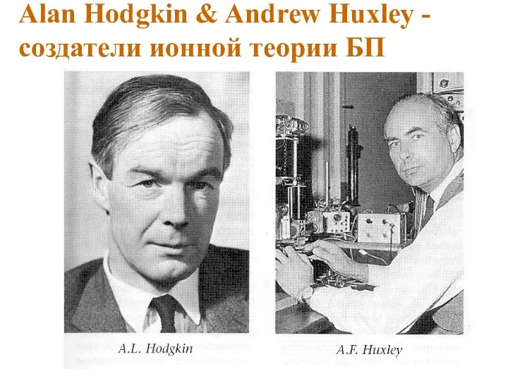 Alan Hodgkin & Andrew Huxley -создатели ионной теории БП