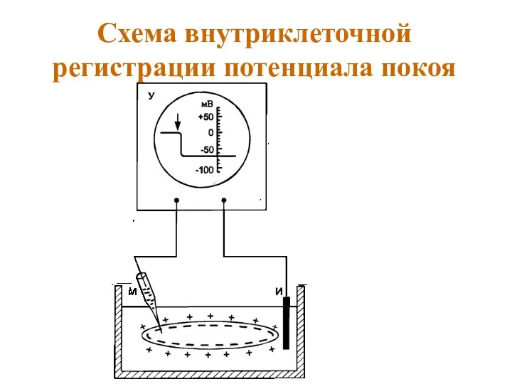 Схема внутриклеточной регистрации потенциала покоя