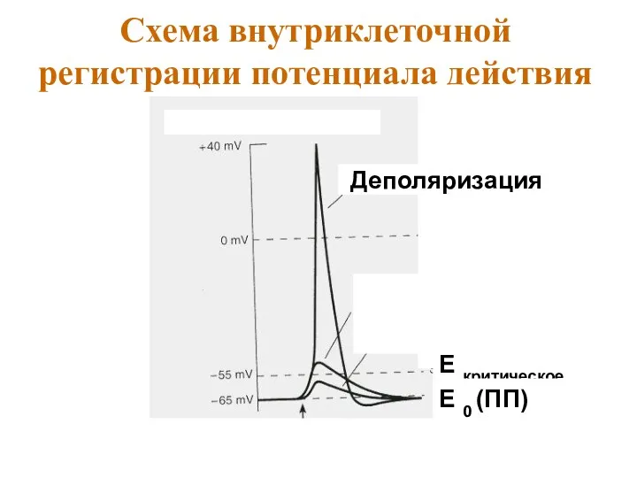 Схема внутриклеточной регистрации потенциала действия Деполяризация Е критическое Е 0 (ПП)