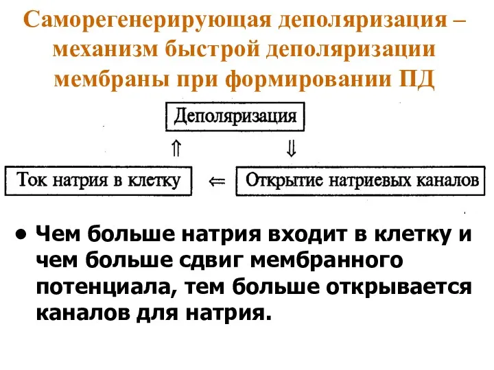 Саморегенерирующая деполяризация – механизм быстрой деполяризации мембраны при формировании ПД