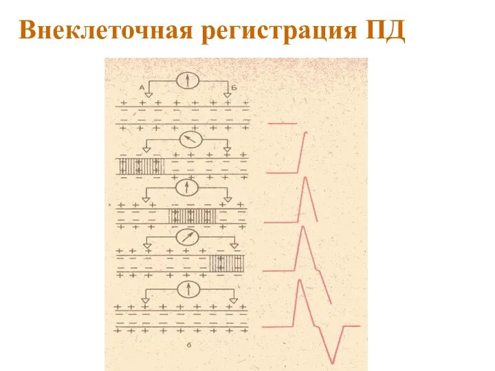 Внеклеточная регистрация ПД