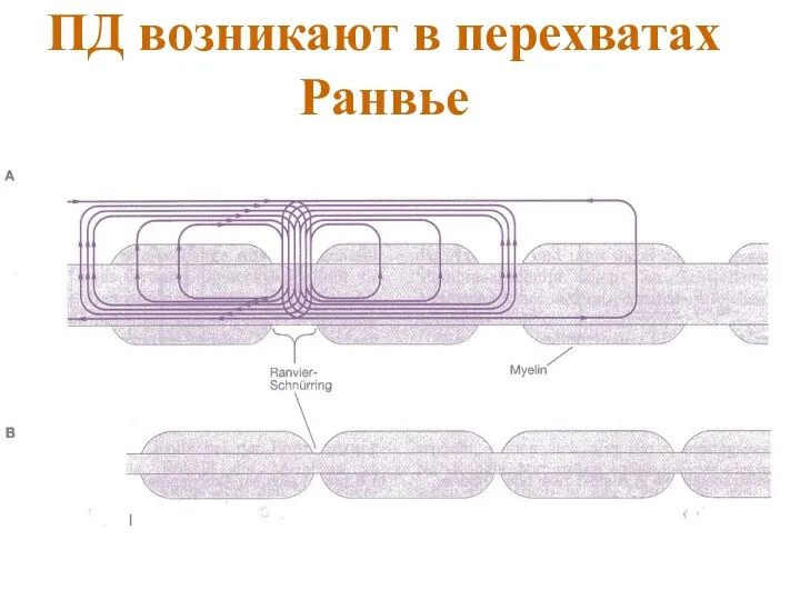 ПД возникают в перехватах Ранвье