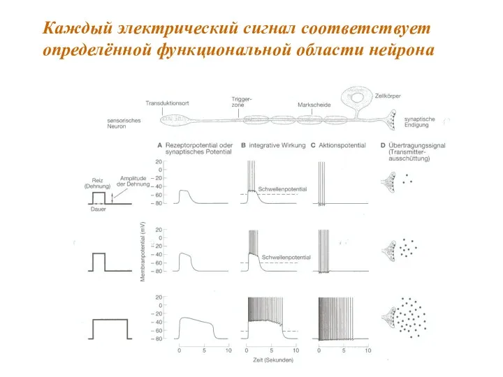 Каждый электрический сигнал соответствует определённой функциональной области нейрона