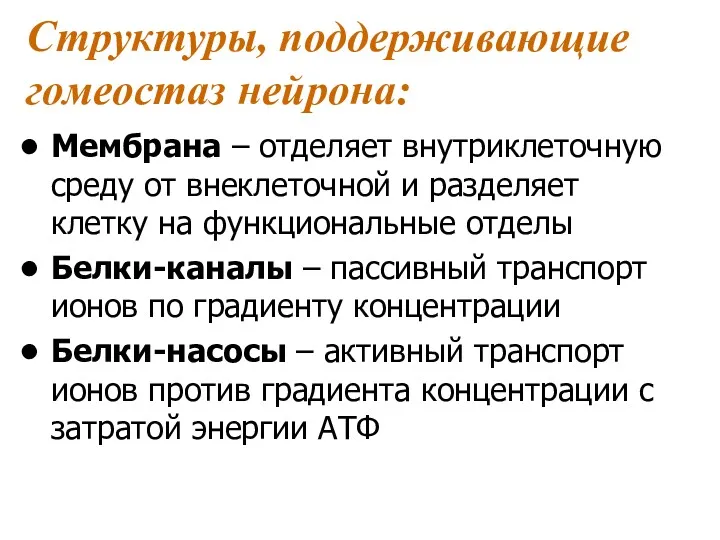 Структуры, поддерживающие гомеостаз нейрона: Мембрана – отделяет внутриклеточную среду от