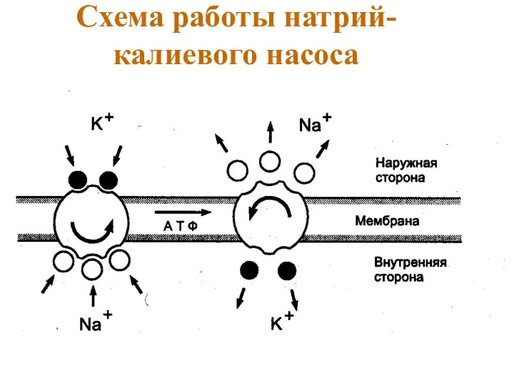 Схема работы натрий-калиевого насоса