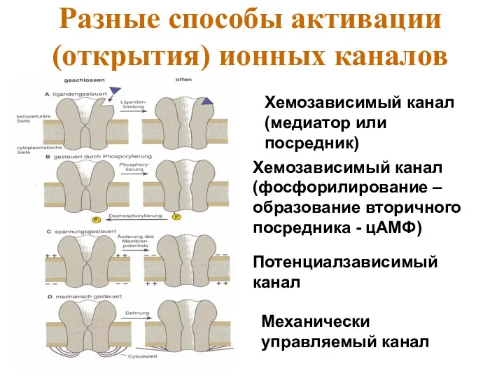 Разные способы активации (открытия) ионных каналов Хемозависимый канал (медиатор или