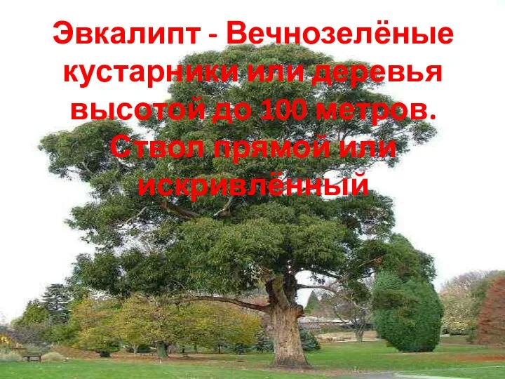 Эвкалипт - Вечнозелёные кустарники или деревья высотой до 100 метров. Ствол прямой или искривлённый
