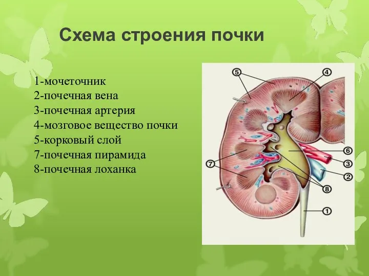 Схема строения почки 1-мочеточник 2-почечная вена 3-почечная артерия 4-мозговое вещество почки 5-корковый слой