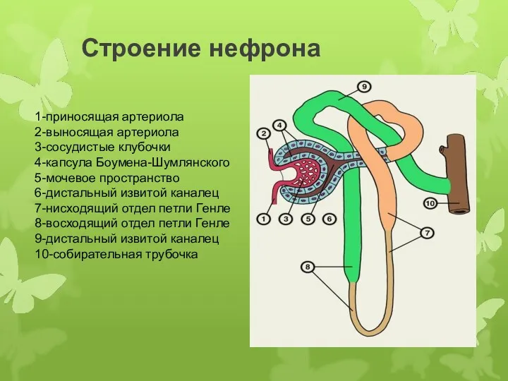 Строение нефрона 1-приносящая артериола 2-выносящая артериола 3-сосудистые клубочки 4-капсула Боумена-Шумлянского 5-мочевое пространство 6-дистальный