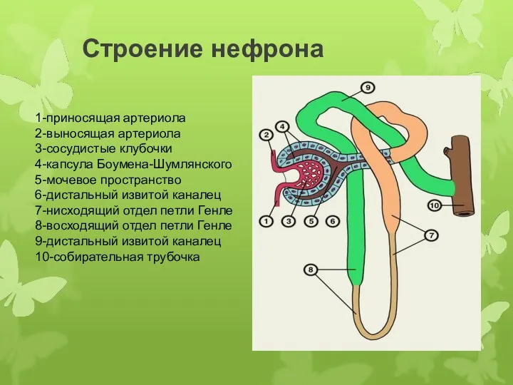 Строение нефрона 1-приносящая артериола 2-выносящая артериола 3-сосудистые клубочки 4-капсула Боумена-Шумлянского