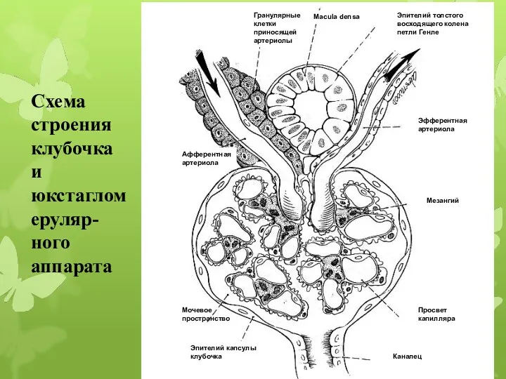 Macula densa Эпителий толстого восходящего колена петли Генле Гранулярные клетки приносящей артериолы Эфферентная