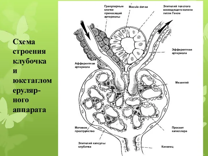 Macula densa Эпителий толстого восходящего колена петли Генле Гранулярные клетки