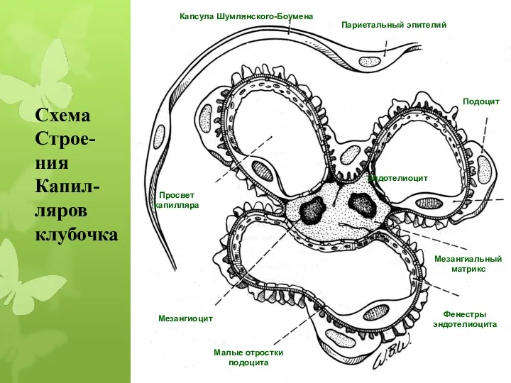 Схема Строе-ния Капил-ляров клубочка Капсула Шумлянского-Боумена Париетальный эпителий Фенестры эндотелиоцита