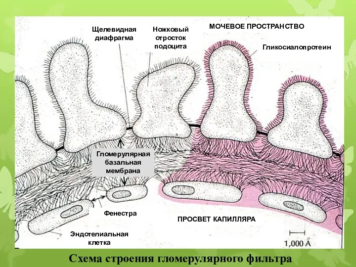 Щелевидная диафрагма Гликосиалопротеин Ножковый отросток подоцита Фенестра Эндотелиальная клетка ПРОСВЕТ