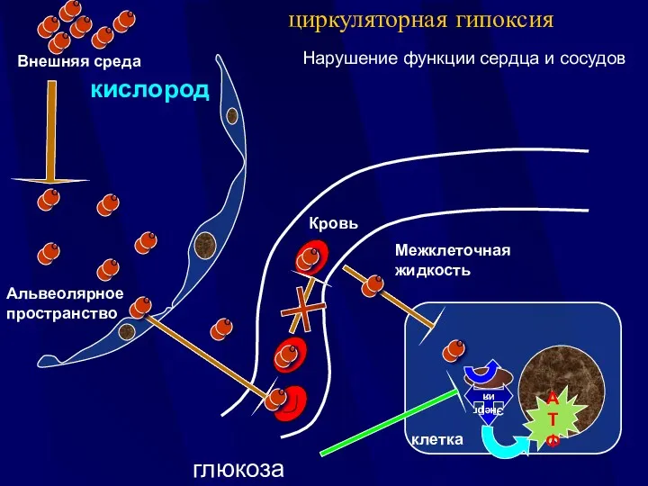 Внешняя среда Межклеточная жидкость циркуляторная гипоксия Нарушение функции сердца и сосудов кислород