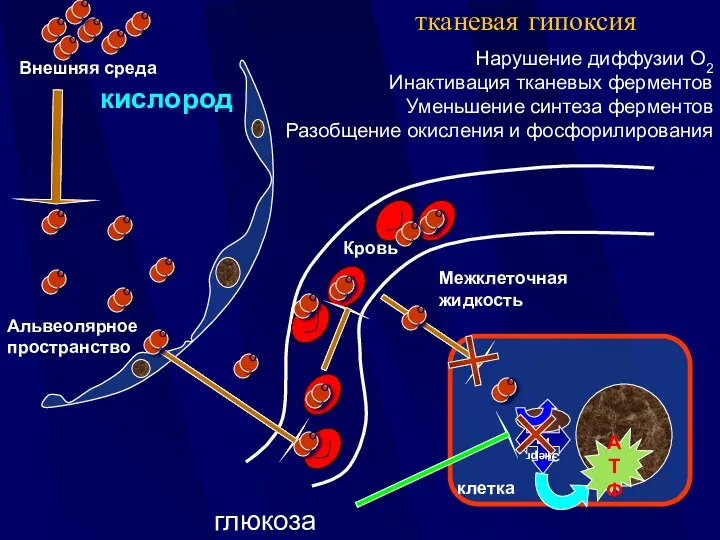 Внешняя среда Межклеточная жидкость тканевая гипоксия Нарушение диффузии О2 Инактивация