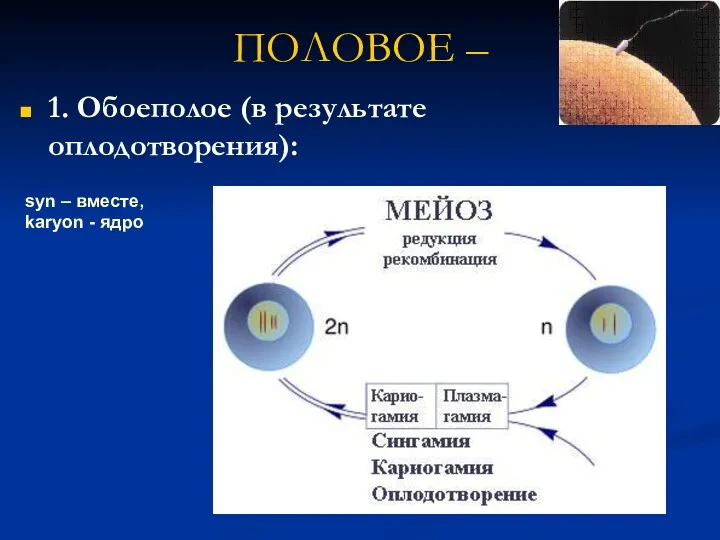 ПОЛОВОЕ – 1. Обоеполое (в результате оплодотворения): syn – вместе, karyon - ядро