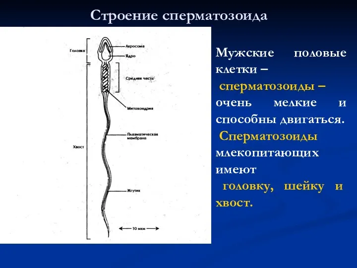 Строение сперматозоида Мужские половые клетки – сперматозоиды – очень мелкие