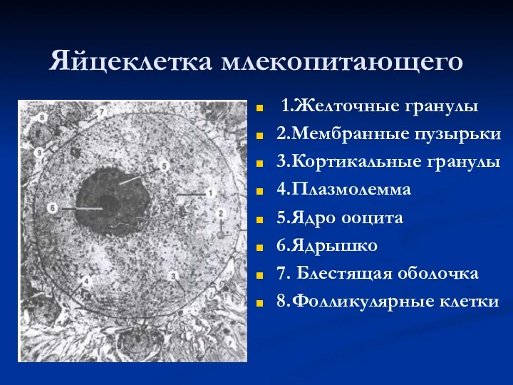 Яйцеклетка млекопитающего 1.Желточные гранулы 2.Мембранные пузырьки 3.Кортикальные гранулы 4.Плазмолемма 5.Ядро