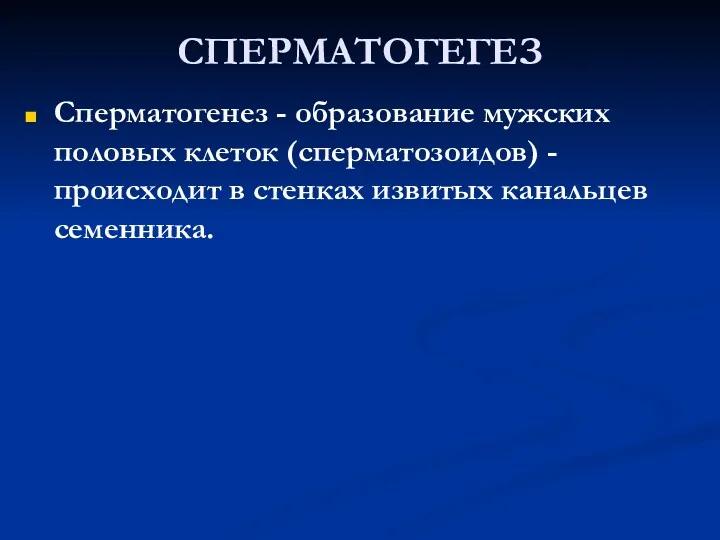 СПЕРМАТОГЕГЕЗ Сперматогенез - образование мужских половых клеток (сперматозоидов) - происходит в стенках извитых канальцев семенника.