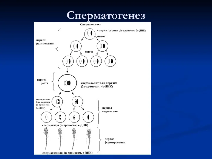 Сперматогенез