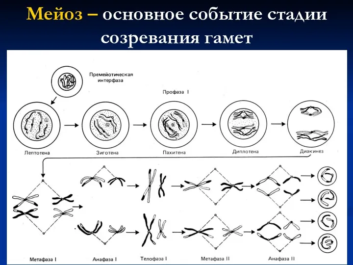 Мейоз – основное событие стадии созревания гамет