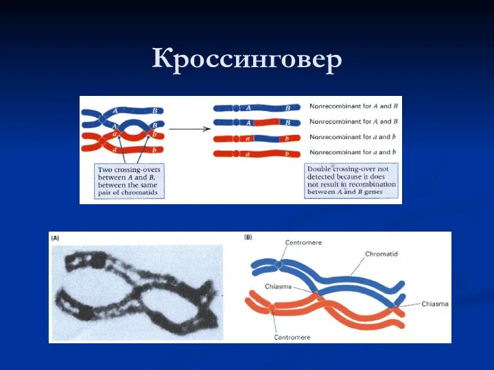 Кроссинговер