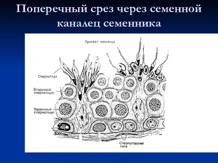 Поперечный срез через семенной каналец семенника